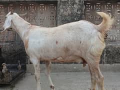 desi goat