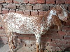 bakri | nagri bakri | pure nagri bakri |goat | goats | bakriyan