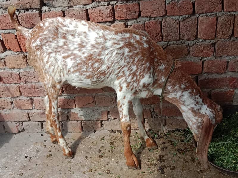 bakri | nagri bakri | pure nagri bakri |goat | goats | bakriyan 1