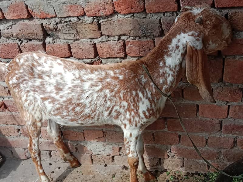 bakri | nagri bakri | pure nagri bakri |goat | goats | bakriyan 2