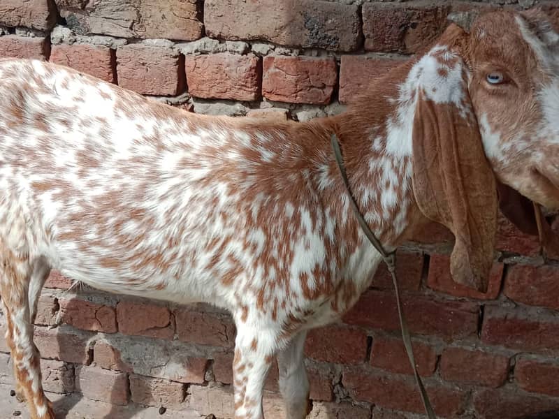 bakri | nagri bakri | pure nagri bakri |goat | goats | bakriyan 4