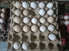 Desi Eggs | Egg laying Hens | دیسی انڈے | Fertile Egg | Fresh Eggs For