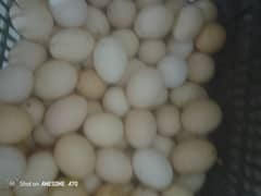 Desi Eggs | Egg laying Hens | دیسی انڈے | Fertile Egg | Fresh Eggs For