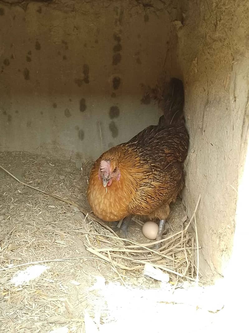 Desi Eggs | Egg laying Hens | دیسی انڈے | Fertile Egg | Fresh Eggs For 2