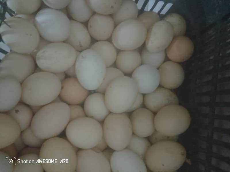 Desi Eggs | Egg laying Hens | دیسی انڈے | Fertile Egg | Fresh Eggs For 3