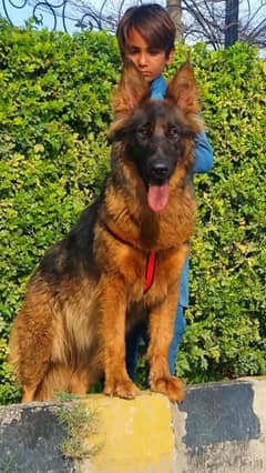 German Shepherd long coat female for sale imported blood lens