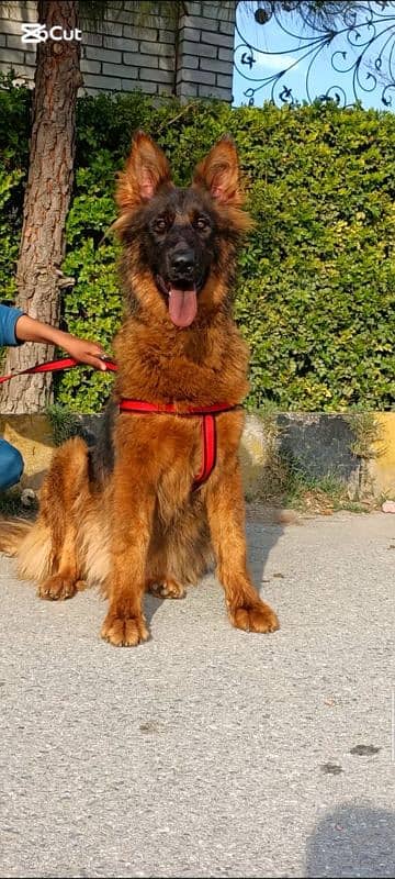 German Shepherd long coat female for sale imported blood lens 2