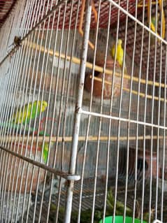 bird 6 female male  plus home bird  good condition 10/10 price 5000