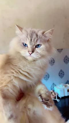 persian cat tripple cot blue eyes