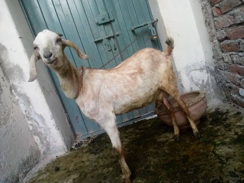 tadi bakri 0