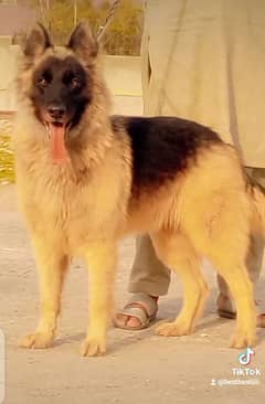 German Shepherd double code female healthy activate 9 month for sale