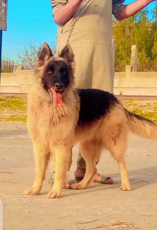 German Shepherd double code female healthy activate 9 month for sale 1