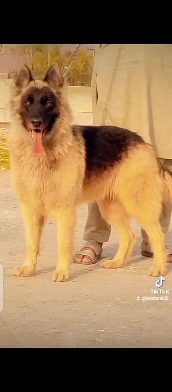 German Shepherd double code female healthy activate 9 month for sale 2