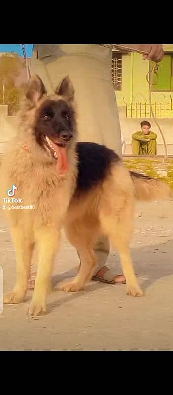 German Shepherd double code female healthy activate 9 month for sale 3