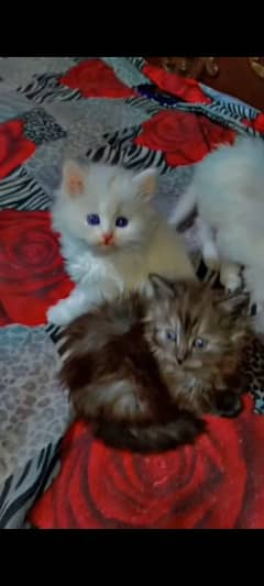 pure persian kittens long hair