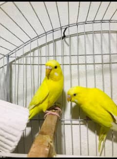 red eyes Australian parrot breeder , cage