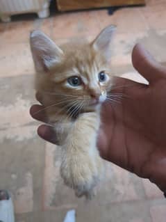 Persian Cat male for sale price only 5000 blue eyes