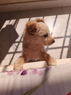 cutest cream colored female 2.5 months old happy playful pup.