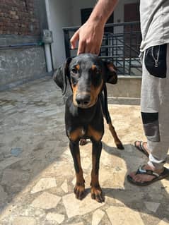 Doberman puppy | American Doberman puppy