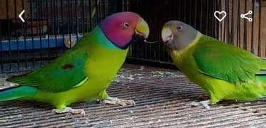 Plumhead Breeder Pair (03127040946)