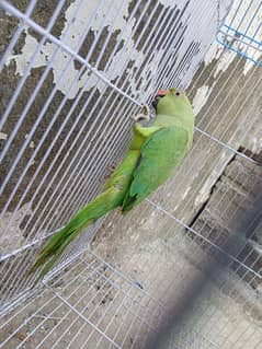 Ringneck female