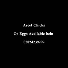 chicks Available Hein is Breader k.