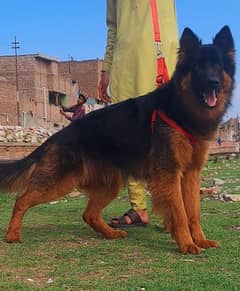 German Shepherd long  for sale / GSD dog  / german shepherd dog