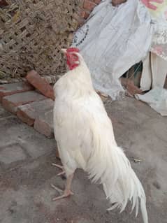 paper white Hera aseel male for sale