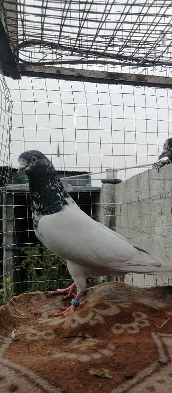 neela kamangr pair  & teedy male 4