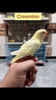 Creamino LoveBird