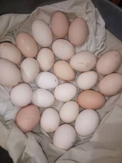 Desi Eggs Available