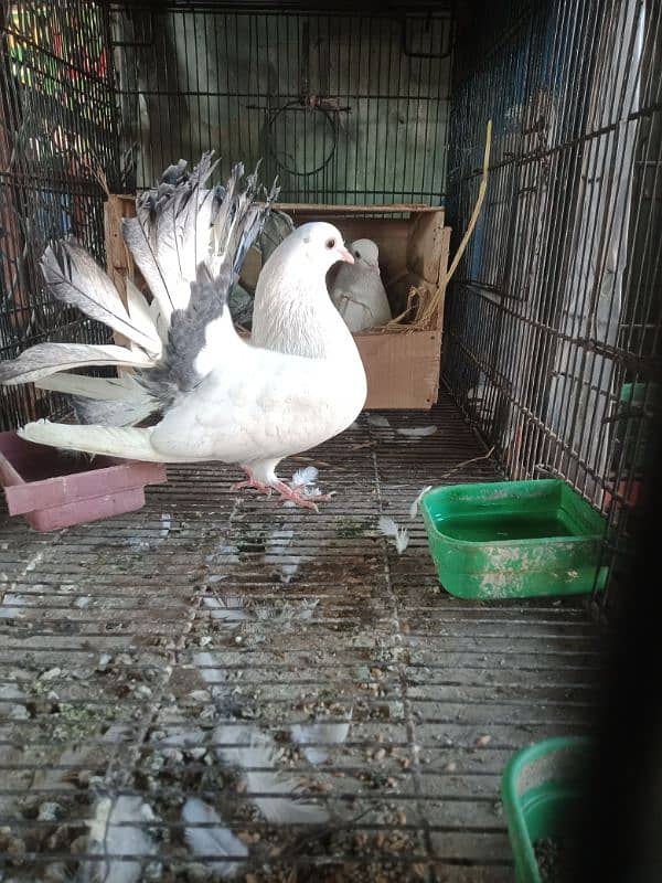 Lori sharzi breeder pair for sale 1