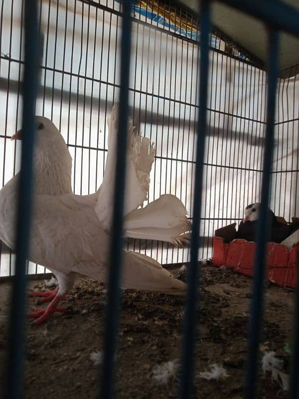 Lori sharzi breeder pair for sale 5