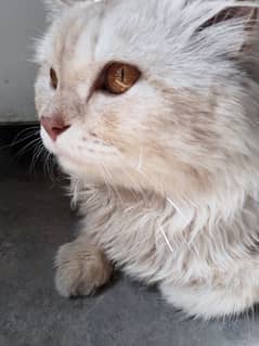 Persian cat