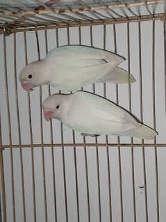 lovebird pair