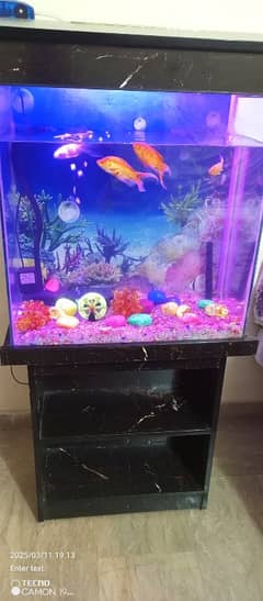 fish aquarium and fish's 2 fits