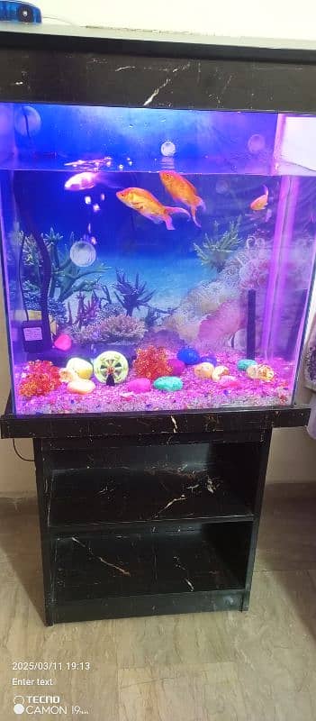 fish aquarium and fish's 2 fits 0