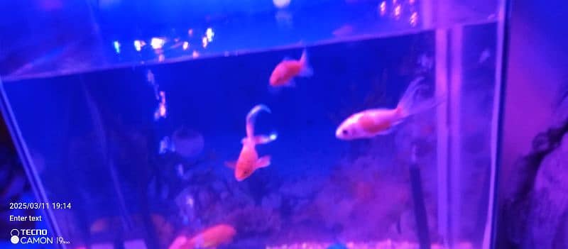 fish aquarium and fish's 2 fits 1