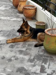 GERMAN SHEPHERD breeder FEMALE 1 YR OLD