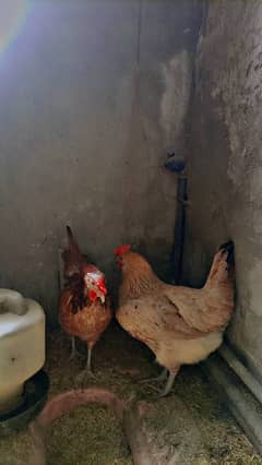 1 murga breeder 3 murgiyan egg laying daily