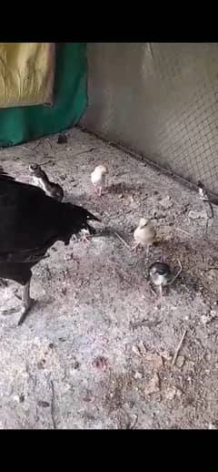 Aseel Chicks (Tested Breed)