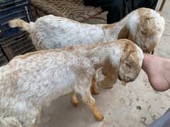 goats for sale