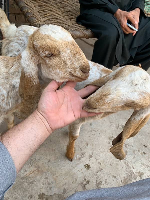 goats for sale 1