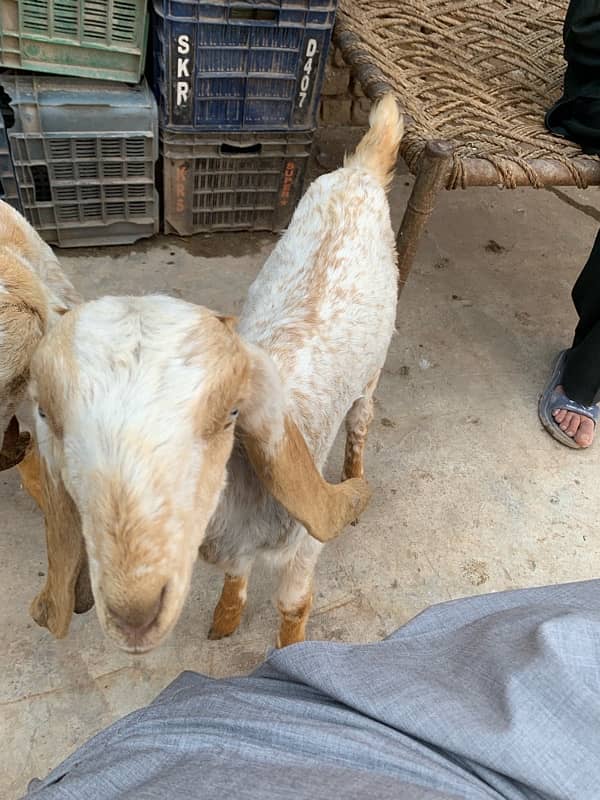 goats for sale 2