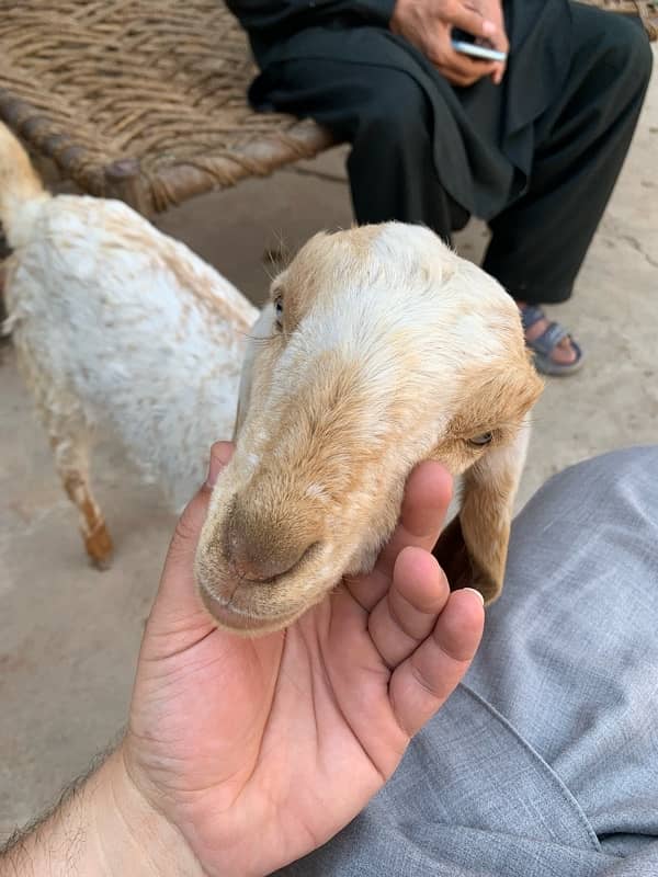 goats for sale 3