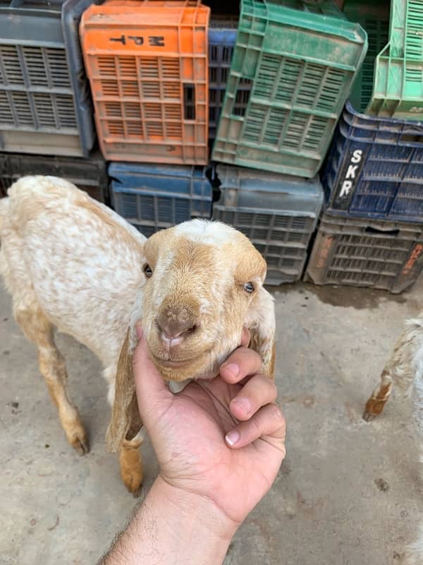 goats for sale 4