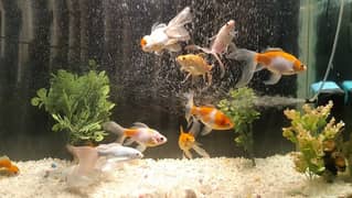 Big size Aquarium with 14 Fishes