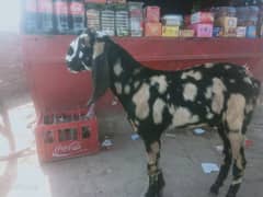 shera print bakra wats app no 03040284584