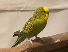 Hand tame friendly budgie