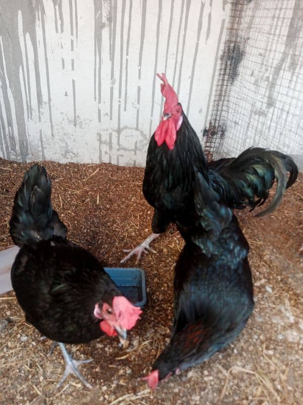 Australorp breed 0